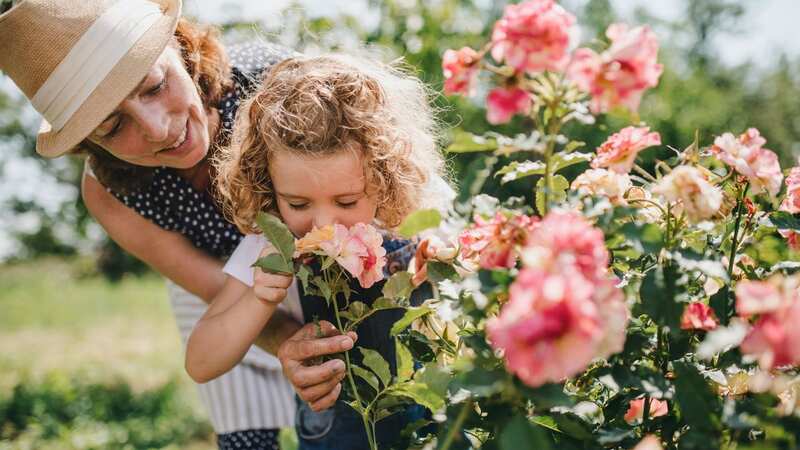 A simple ten-second task will keep your roses blooming this autumn (Image: Getty Images/iStockphoto)