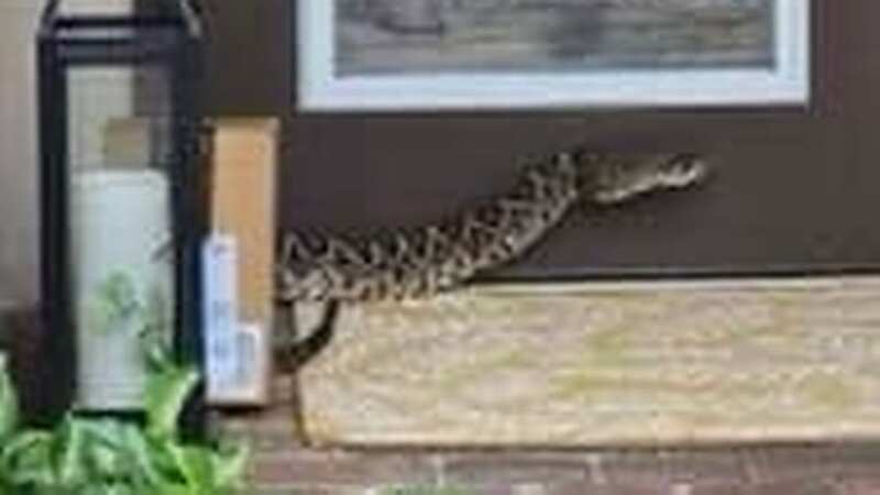 Horrifying moment just after Amazon driver was bitten by venomous rattlesnake