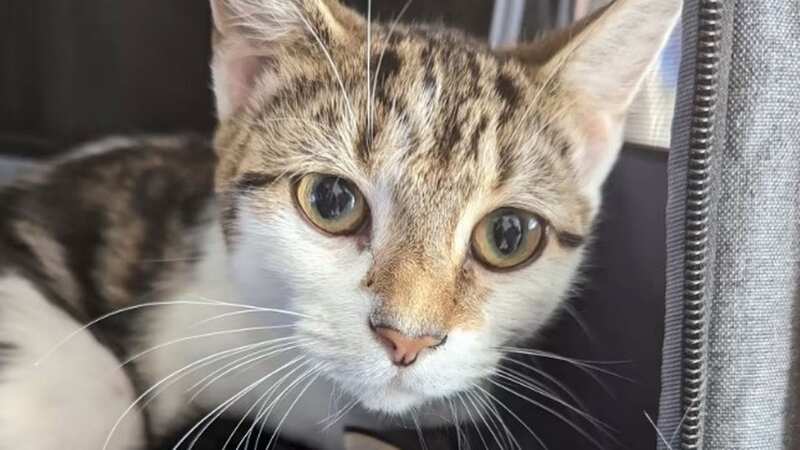 A cat and her weeks old kitten were cast aside with a heartbreaking note (Image: RSPCA)