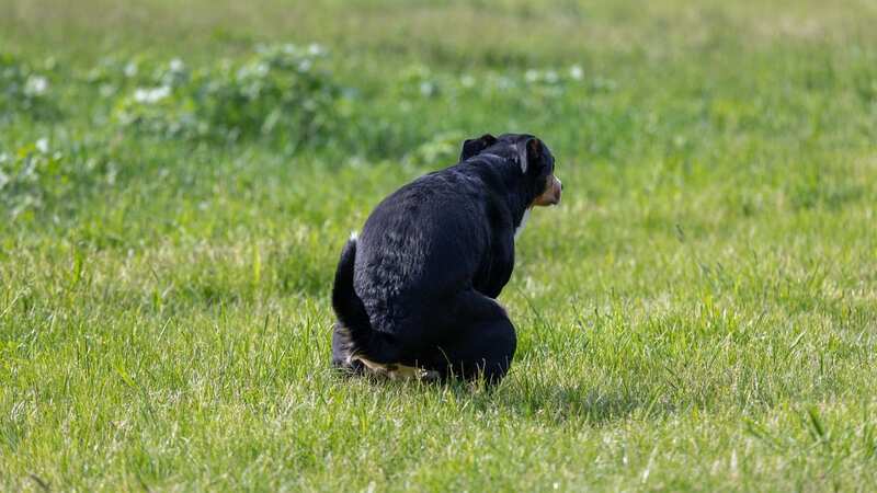 The dog would go to the toilet on her lawn every day (Stock Photo) (Image: Getty Images/iStockphoto)