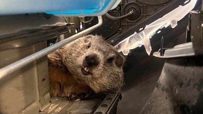 The cheeky rodent didn