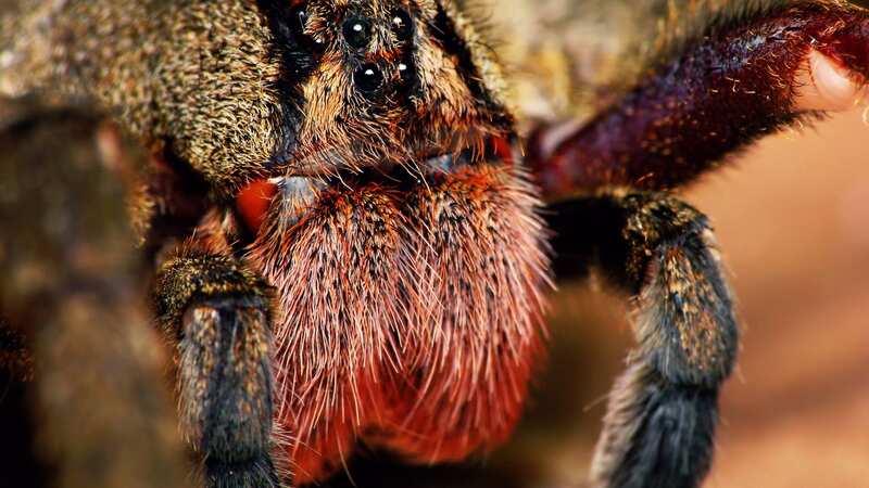 The venom of the Brazilian wandering spider may help millions of couples (Image: Getty Images)