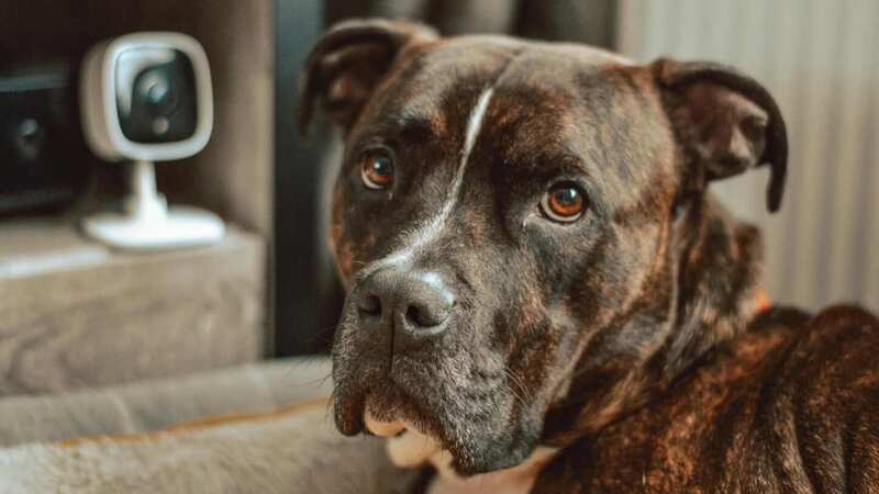 Experts confirm maximum time period you can leave your dog home alone