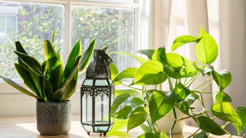 A snake plant (left) and ivy (right) could help banish condensation from your home (stock image) (Image: Getty Images/iStockphoto)