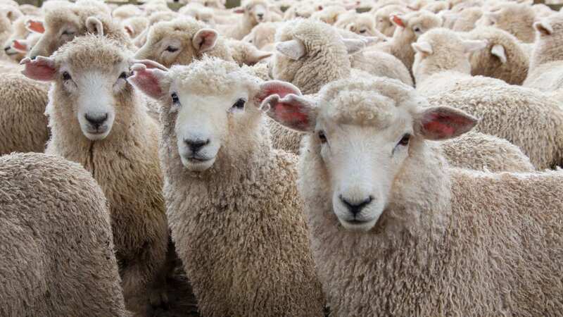 The sheep were said to have eaten the remains of the plants (Image: Getty Images)