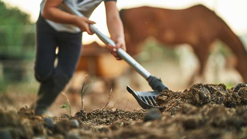 Mucky problem: Newmarket loses one of only two manure clearance operators (Image: Getty Images)