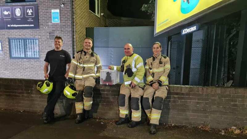 Fire service rescues mischievous moggies from bridge