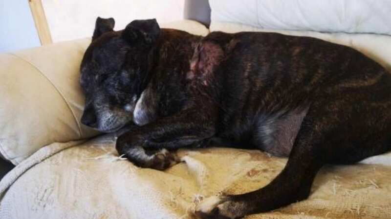 Thankfully Buddy is now on the mend (Image: Paul Bolingbroke)