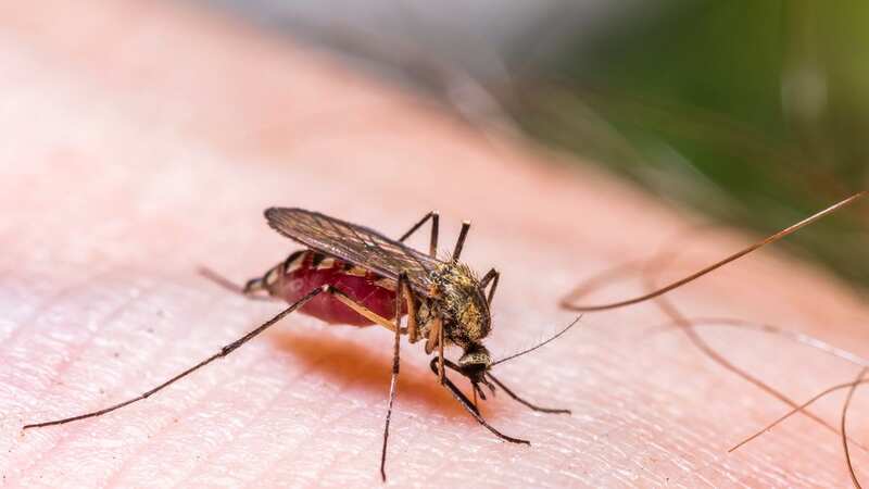Mosquitoes are a real pain (Stock Image) (Image: Getty Images)