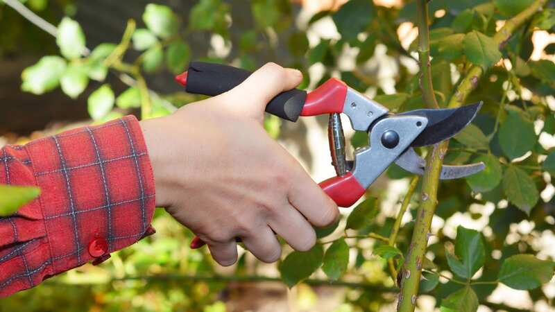 Monty Don has urged gardeners to pay special attention to their roses as the weather gets colder (Image: Getty Images/iStockphoto)