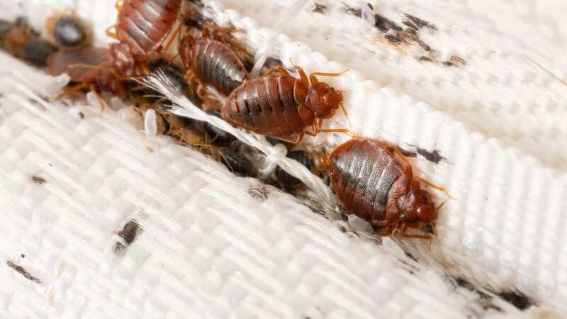 A bedbug colony is pictured on a mattress (file image) (Image: Getty Images/iStockphoto)