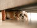 Should fireworks be banned for the safety and wellbeing of our pets - vote dqxikeidqkikdinv