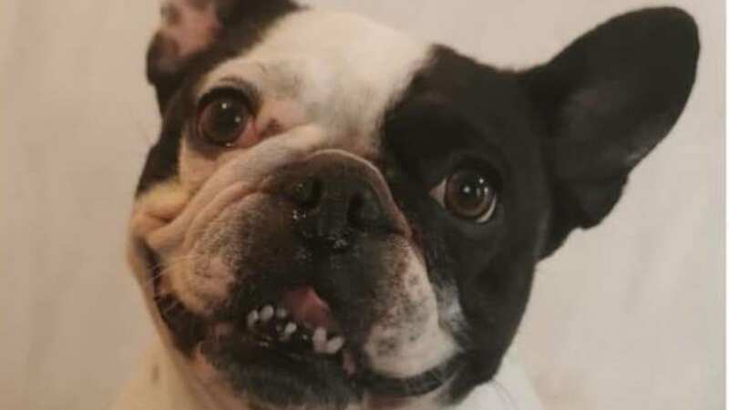 Poor pooch Millie died after being hit by an Evri delivery van driver (Image: Cavendish Press (Manchester) Ltd)