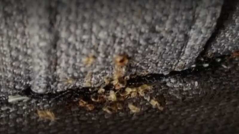 There are fears Britain could be hit by a bedbug infestation (Image: BBC)