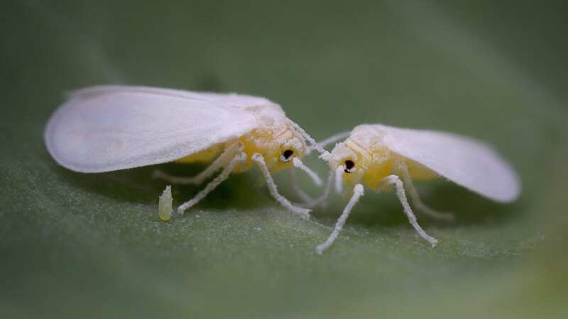Whiteflies have seemingly boomed in population across the UK (Image: Getty Images/iStockphoto)