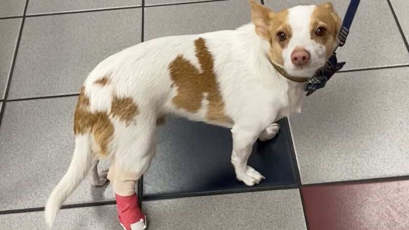 An owner spent a few hundred at the vet to find out that his dramatic dog just had the tiniest cut and mosquito bite (Image: Jean Mosher / SWNS)