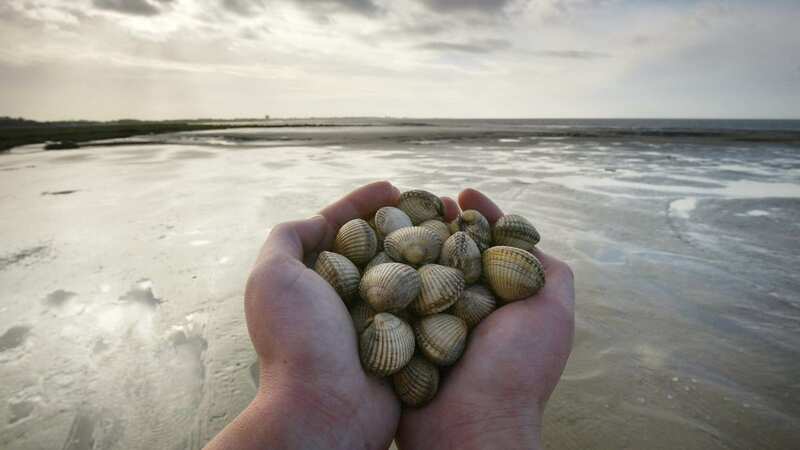 Strains of leukaemia-like cancer has been spreading among shellfish for centuries (Image: Getty Images)