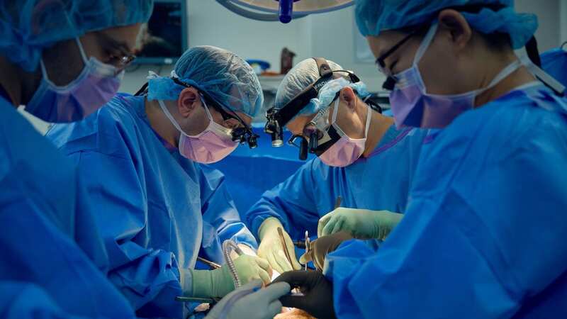 Scientists have successfully transplanted a genetically engineered pig kidney into a monkey (Image: Joe Carrotta/NYU Langone Health)