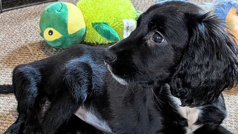Ariel was picked up by a member of the public (Image: Greenacres Rescue)