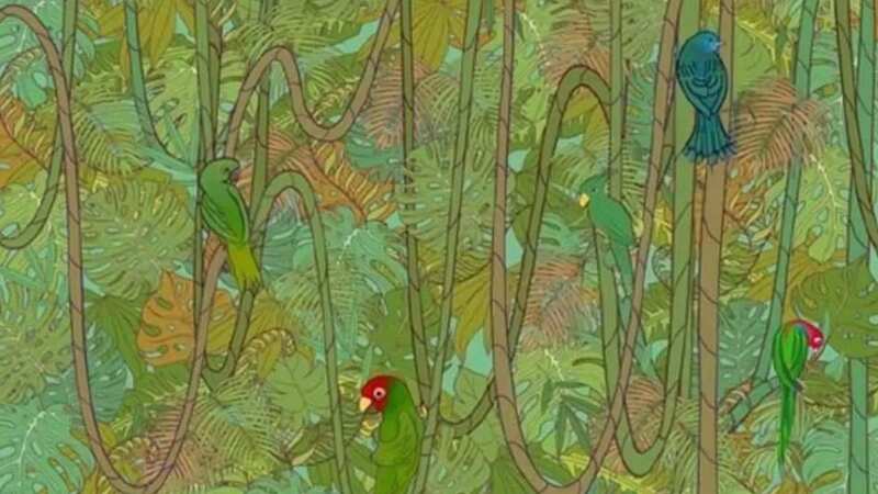 This rainforest scene brainteaser contains a hidden snake. (Image: Jagran Josh)