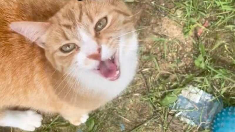 Karate Chop the cat has a nack for being a thief (Image: Caters News Agency)