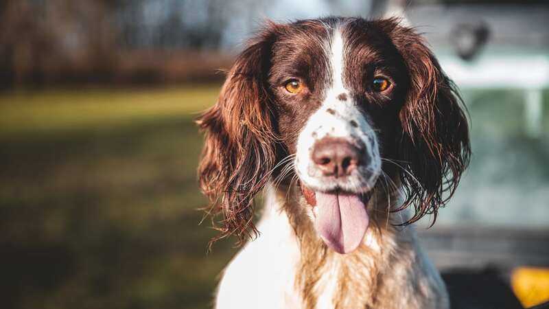 Spaniels are proving valuable in tracking down bedbugs (Image: Getty Images/iStockphoto)