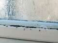 Property expert's simple hack to get rid of bedroom window condensation dqxikeidqkikdinv