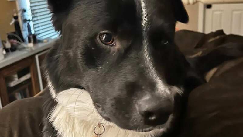 This really good dog helped his family realize their teenager was having a stroke (Image: Amanda Tanner)