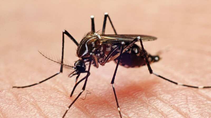 The pilot was bitten by a mosquito (Image: Getty Images)