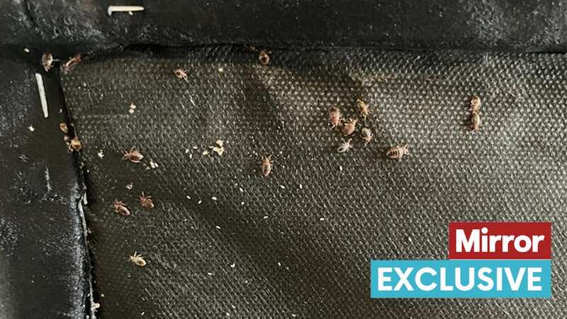 Bedbug expert shows Mirror 