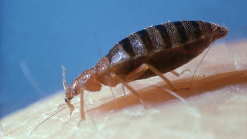 Pest control specialists are reporting a surge in bedbug cases (stock image) (Image: Getty Images)