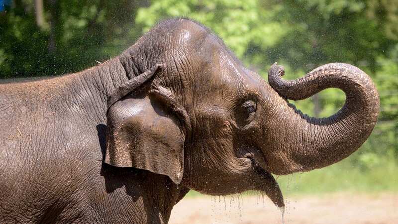 Asian elephant Rani died at Saint Louis Zoo in Missouri on October 13 (Image: AP)