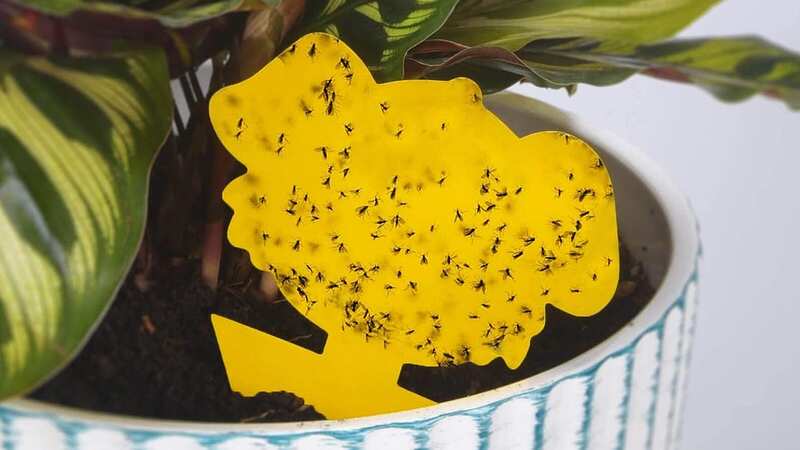 These Amazon sticky catchers are great at preventing fungus gnats from infesting house plants (Image: Amazon)