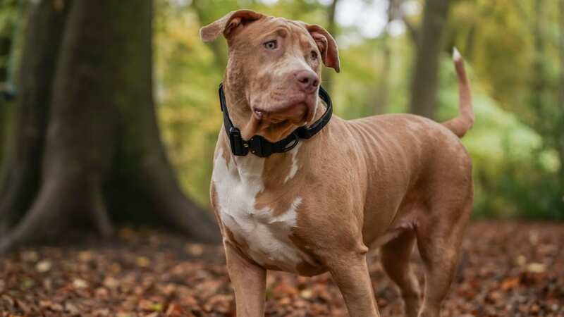 Puppy killed in savage dog attack by suspected XL Bully as owner heartbroken