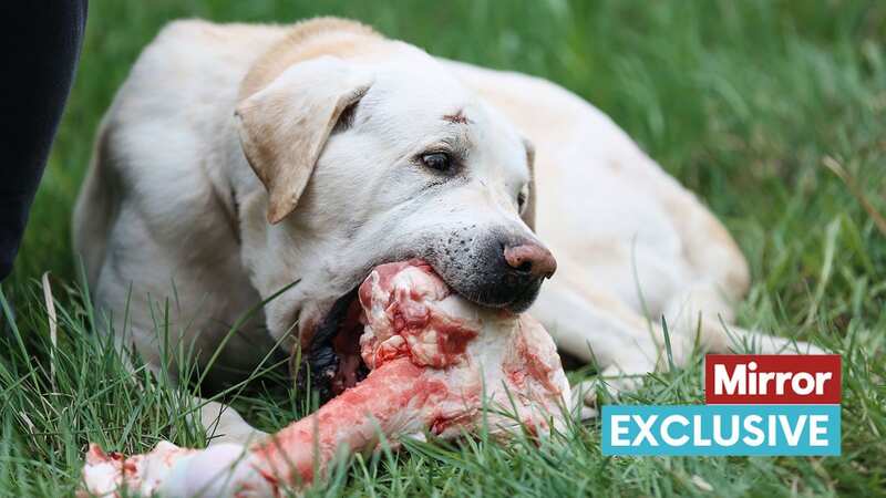 There are subtle signs that a dog could be dangerous, a vet said (Image: Getty Images)
