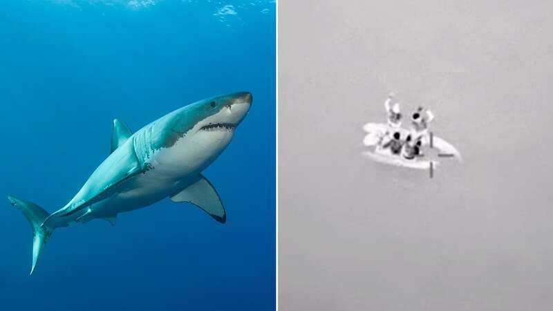 Horror struck a fishing dinghy off the coast of Australia when a shark attacked it and stranded it, almost causing it to sink