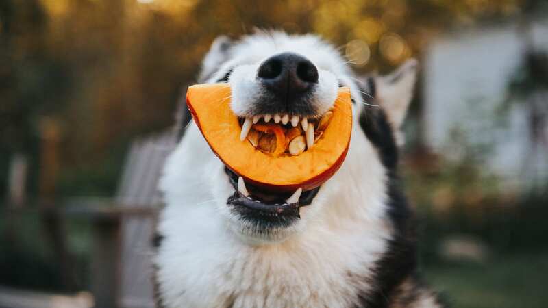 Some Halloween foods could seriously harm dogs if eaten (Image: Getty Images)