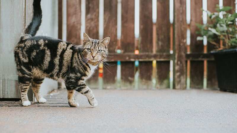 A couple asked their neighbour to feed their cat while they