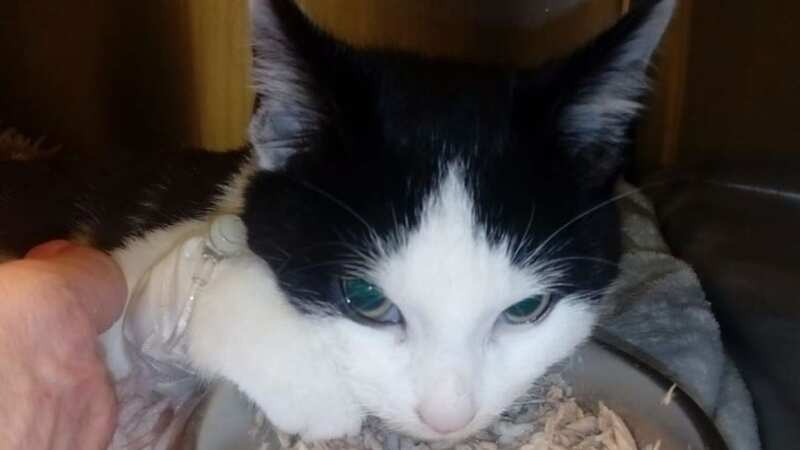 Terry the cat has succumbed to his injuries (Image: BPM MEDIA)