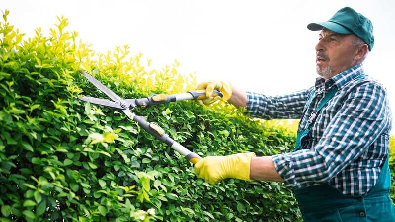 Autumn is a busy time for gardening, but you should never plant certain things at this time of year. (Stock Photo) (Image: Getty Images)