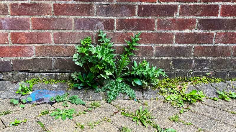 You can kill weeds 