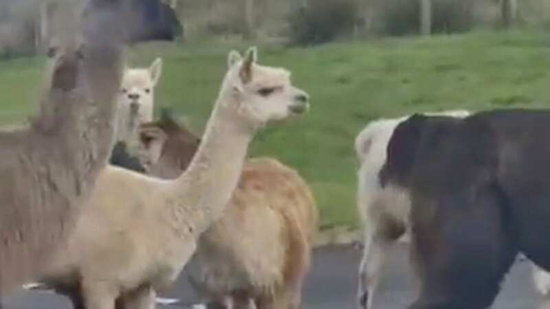 Llamas and alpacas stampede brings quiet Cumbria village to a grinding halt