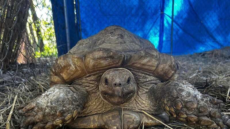 The owner said her tortoise went missing in 2020 (Image: Florida’s Wildest Animal Rescue/Facebook)