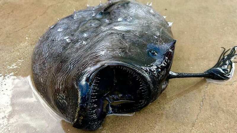 The Pacific football fish that has washed up (Image: Instagram/castateparks)