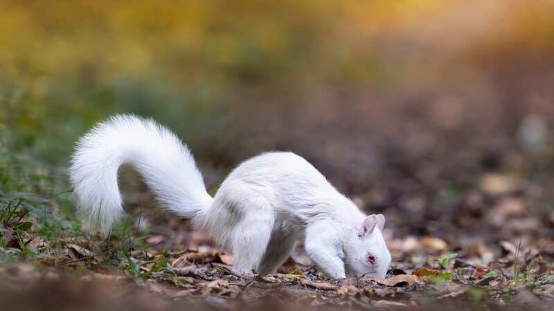 The white squirrel was recently spotted in Leeds (Image: Jam Press/Andy Green)