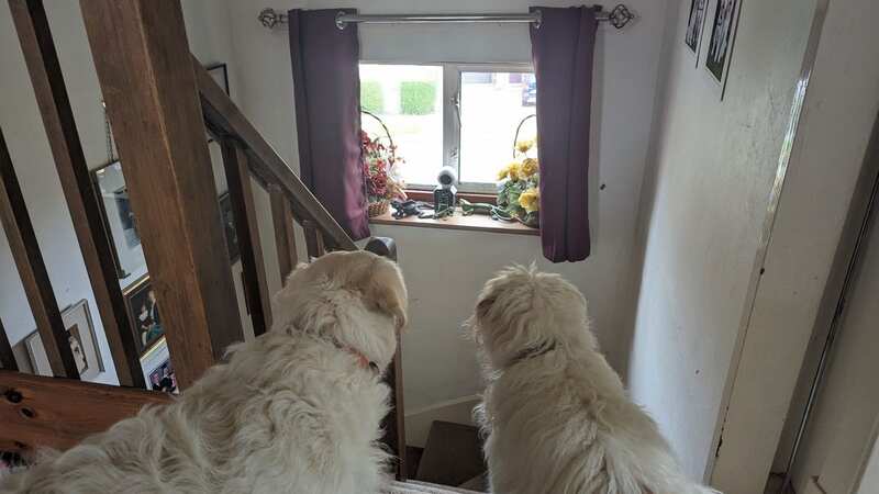 This £90 curtain closing gadget stops my hysterical dogs barking at the postman
