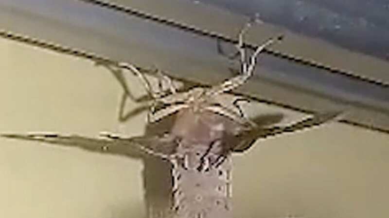 Man terrified after spotting 