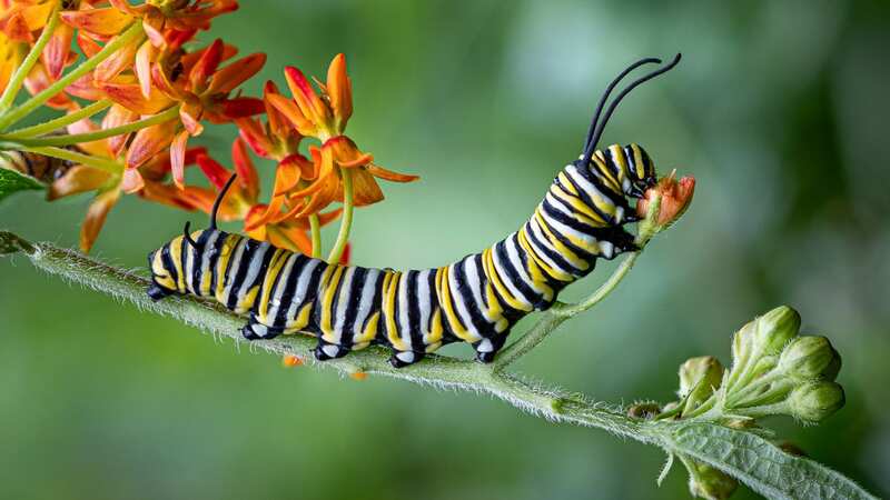Caterpillars don