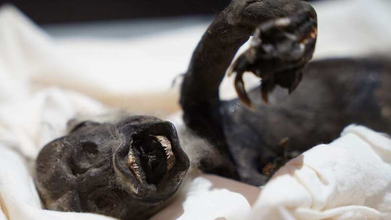 The bizarre "mermaid" creature being examined by scientists (Image: Credit: Norse Media via Pen News)