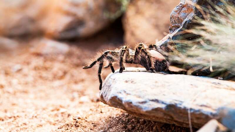 A Canadian man has been hospitalised after a tarantula caused a Death Valley pile-up (Image: Getty Images/iStockphoto)